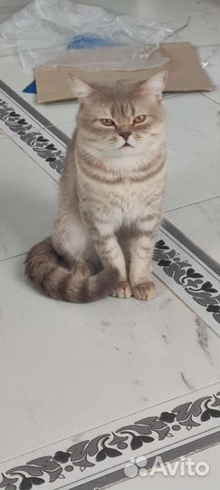 Британская коты