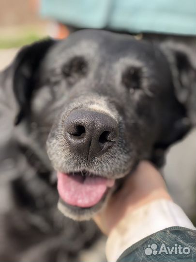 Собака в дом