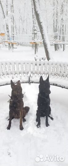 Щенки метисы в надежные руки