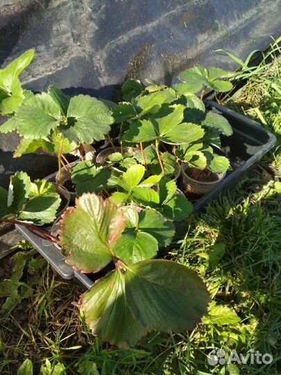 Саженцы клубники