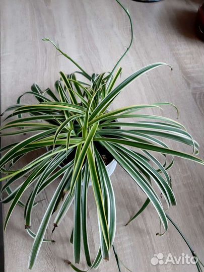 Хлорофитум