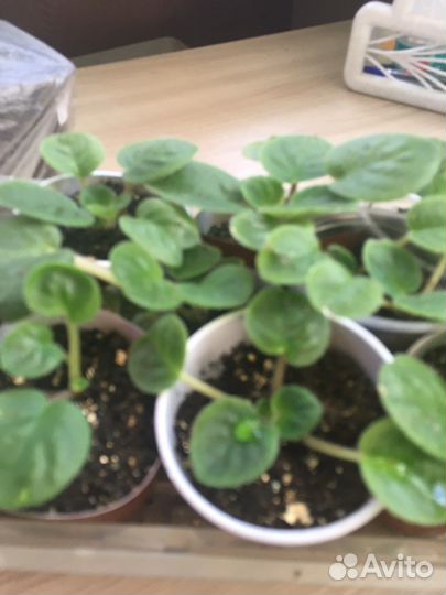 Фиалки детки