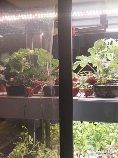 Шкаф-витрина для выращивания ягод и зелени