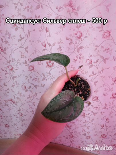 Разные сциндапсусы