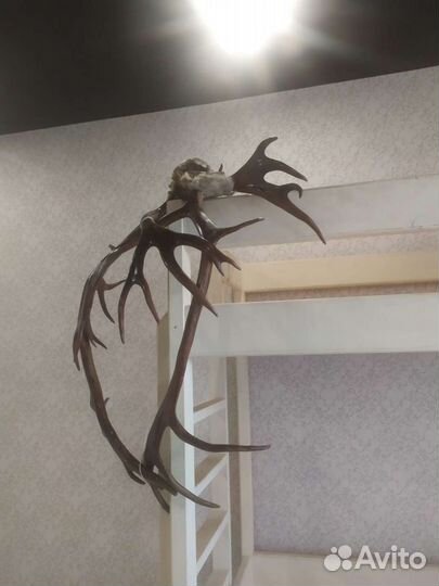 Рога оленя с частью черепа