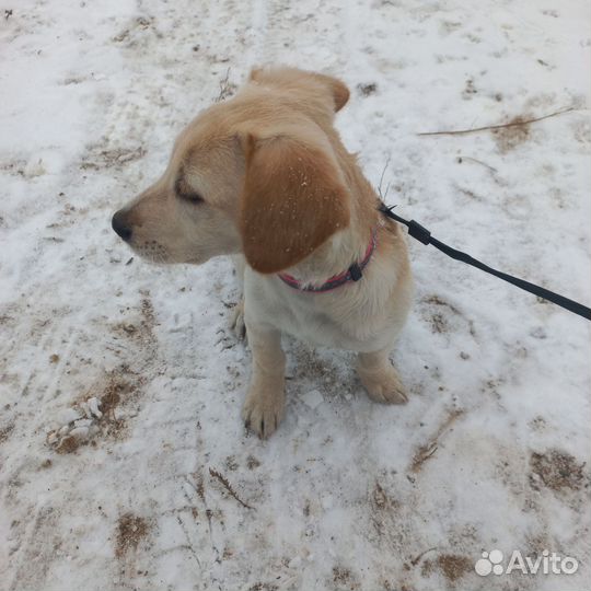 Щенок лабрадора 3 месяца