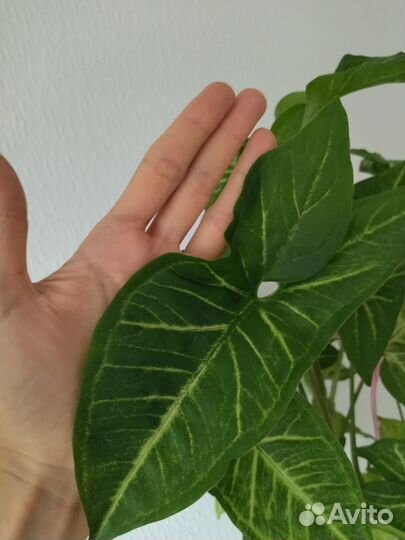 Сингониум домашний