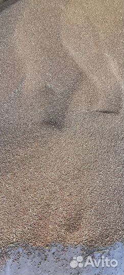 Зерно пшеница