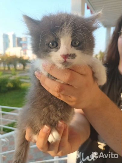 Кошка и котята в добрые руки