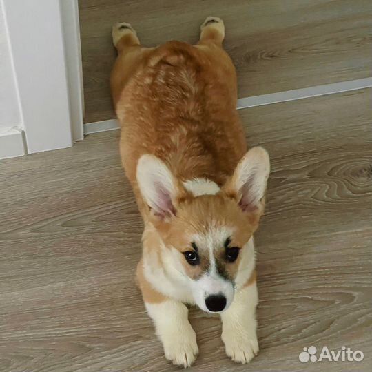 Вельш-корги пемброк