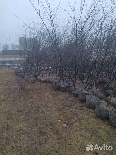 Аренда. Пересадка деревьев пересадчик. выкопка рас