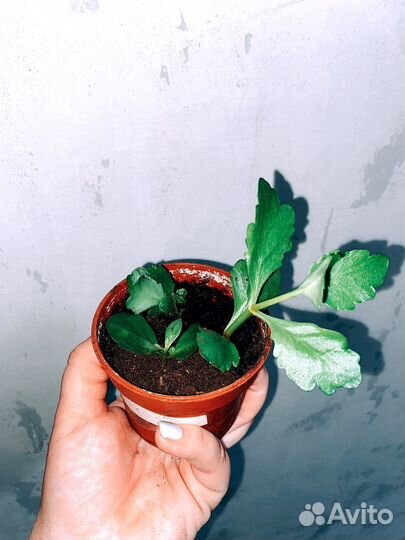 Каланхоэ красное