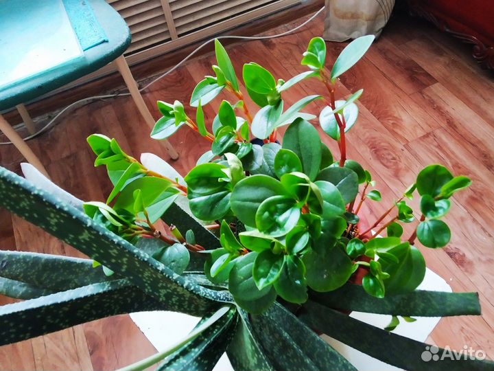 Гастерия Дернистая (лат. Gasteria caespitosa)