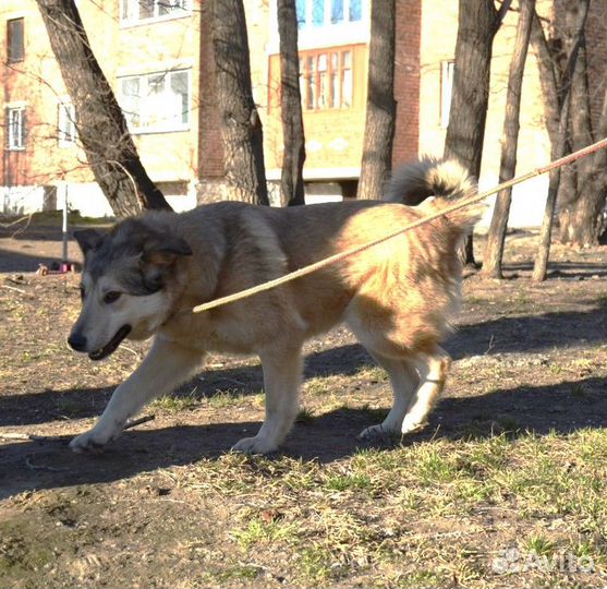 Отдам помесную лайку 1 год. Стерилизована