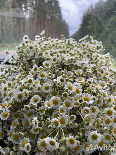 Букеты из ромашек
