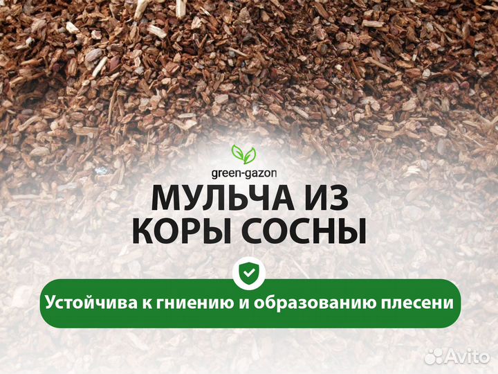 Сосновая кора