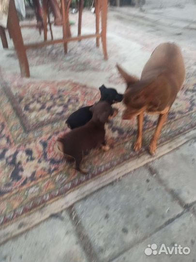 Мини той-терьер