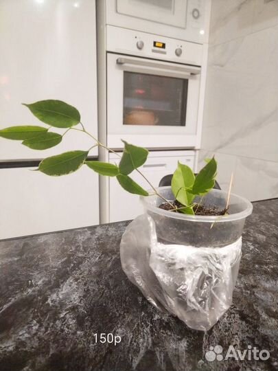 Фикус бенгальский и Бенжамин