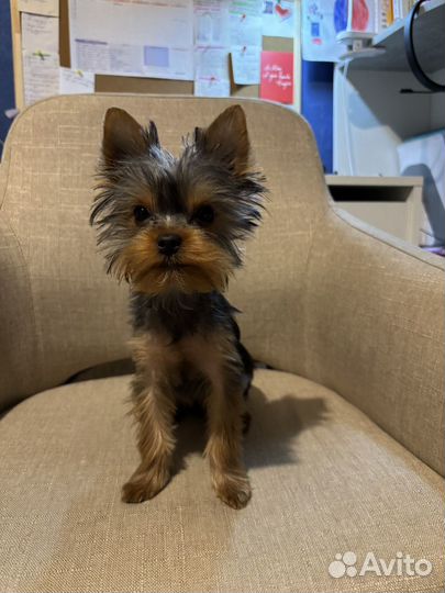 Йоркширский терьер щенок