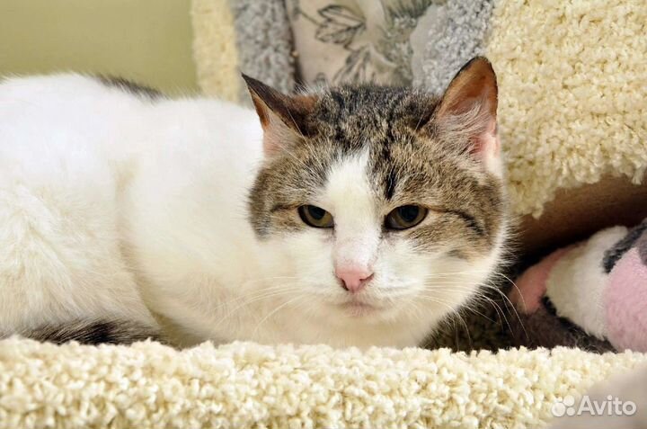 Кошка в дар
