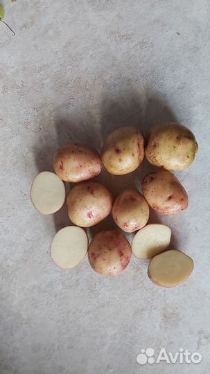 Семенной картофель оптом