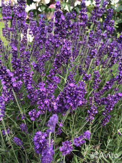 Лаванда хидкот саженцы