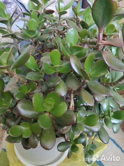 Денежное дерево толстянка большое