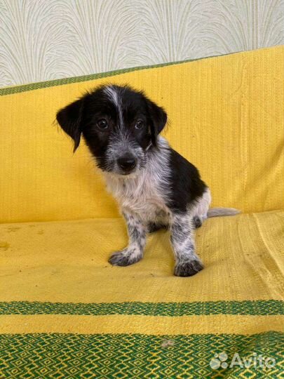 Теди щенок коротколапик от маленькой собачки