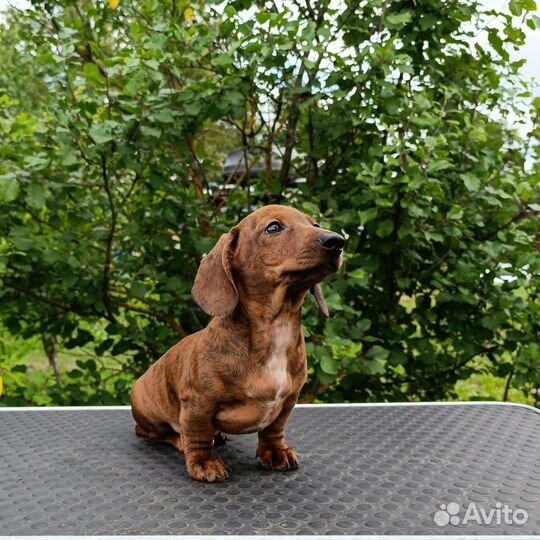 Такса миниатюрная гладкошерстная