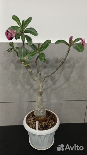 Адениум цветущий Huang Hon Tim