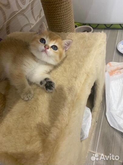 Британский котенок