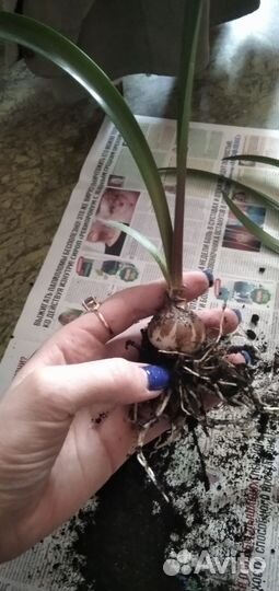 Гиппеаструм