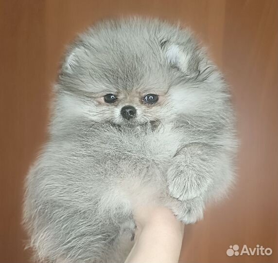 Шпиц мини мишка