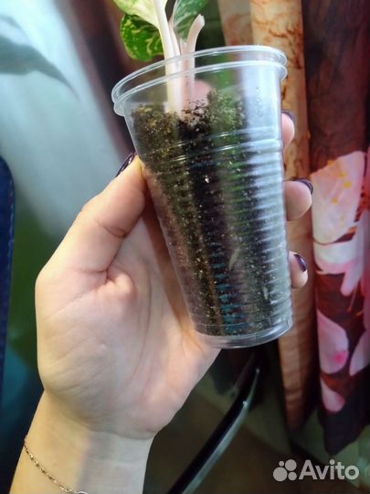 Аглаонема Батерфляй