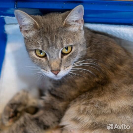 Кошка Возраст 1 год