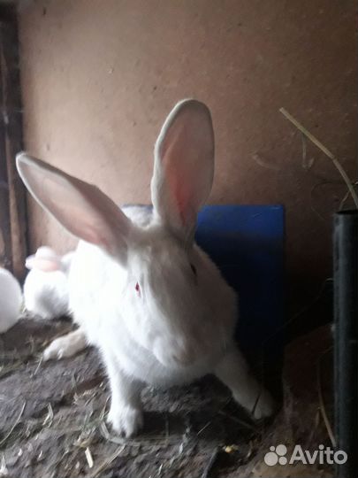 Кролики.Порода Белый панон