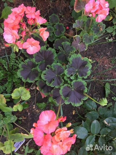 Пеларгония герань сортовая