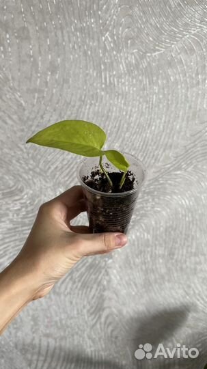 Эпипремнум неон