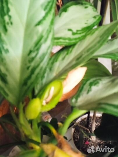 Спатифиллум аглеонема