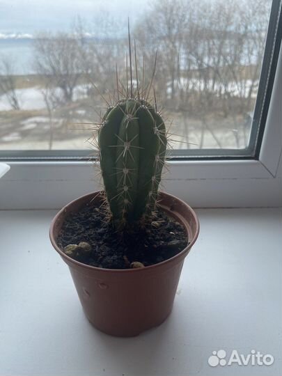 Кактус