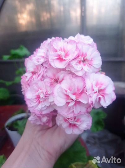 Та Гелиос пеларгония