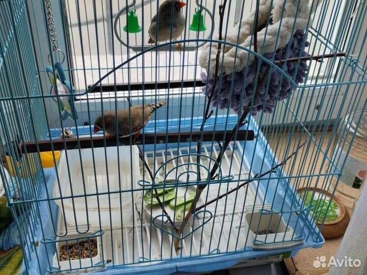 Готовая пара Амадин