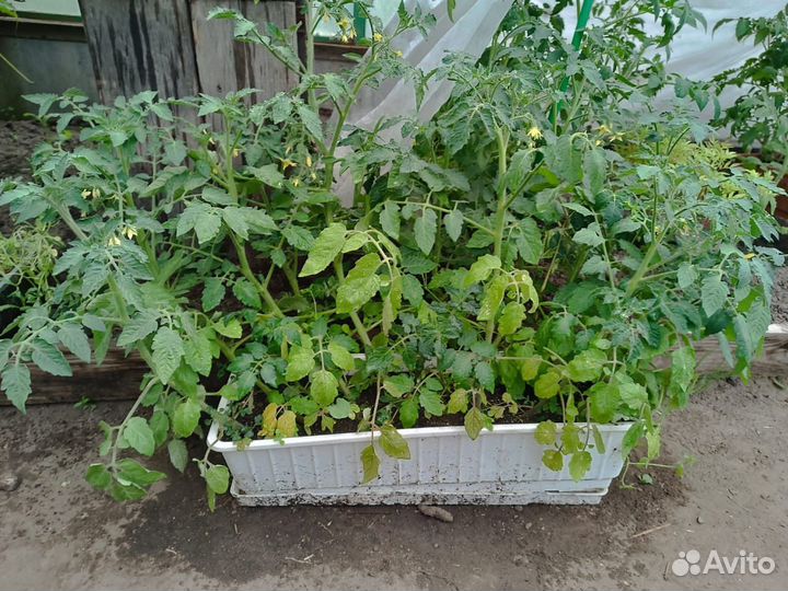 Рассада помидор