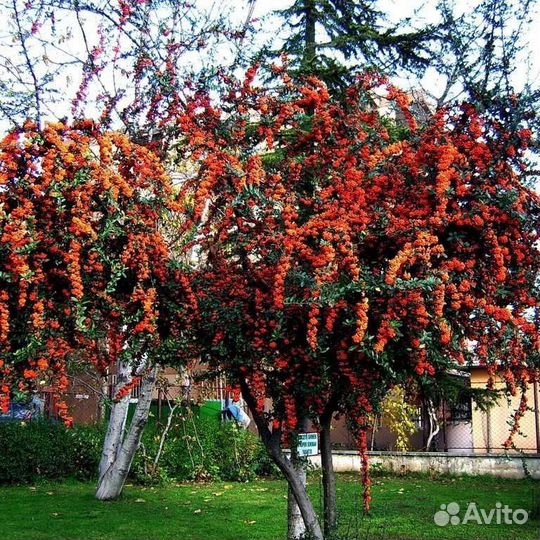 Пираканта красная зкс