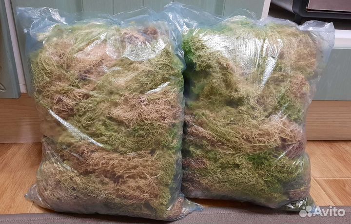 Мох сфагнум, белый олений мох, цетрария