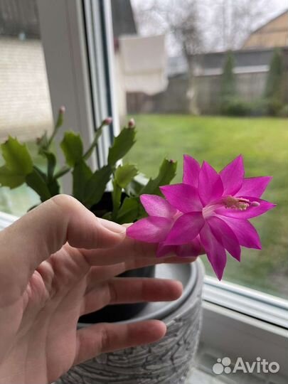 Декабрист шлюмберга