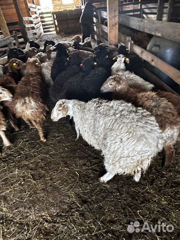 Баран козы живой, на мясо объявление продам