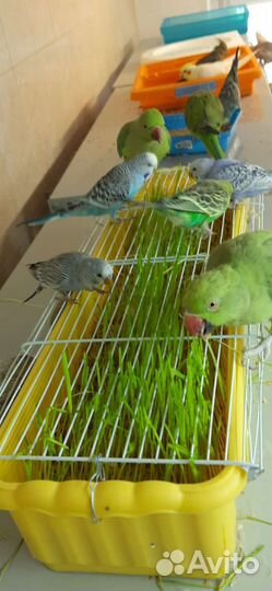 Попугаи птенцы волнистики, чехи, кареллы