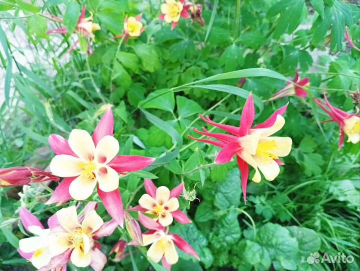 Аквилегия саженцы