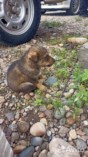 Собака в добрые руки отдам бесплатно